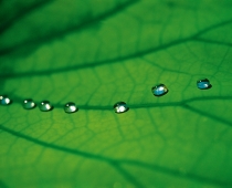 Ein Detailbild von einem Lotusblatt mit Wassertropfen, das den Lotus-Effect von Sto zeigt
